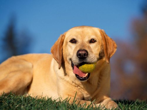 yellow_labrador_retriever_wallpaper